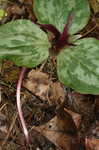 Decumbent trillium